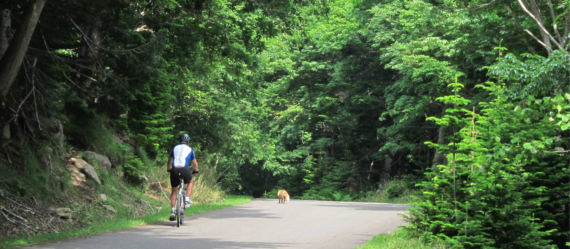 An ezo red fox trots across in front of riders, Hokkaido, Japan