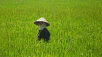 Local working in the rice frields in northern Vietnam |  <i>Steve Tulley</i>