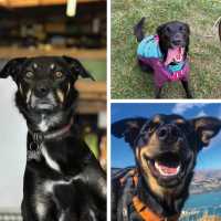 AS Office Dogs |  Bec, Chelle & Abby