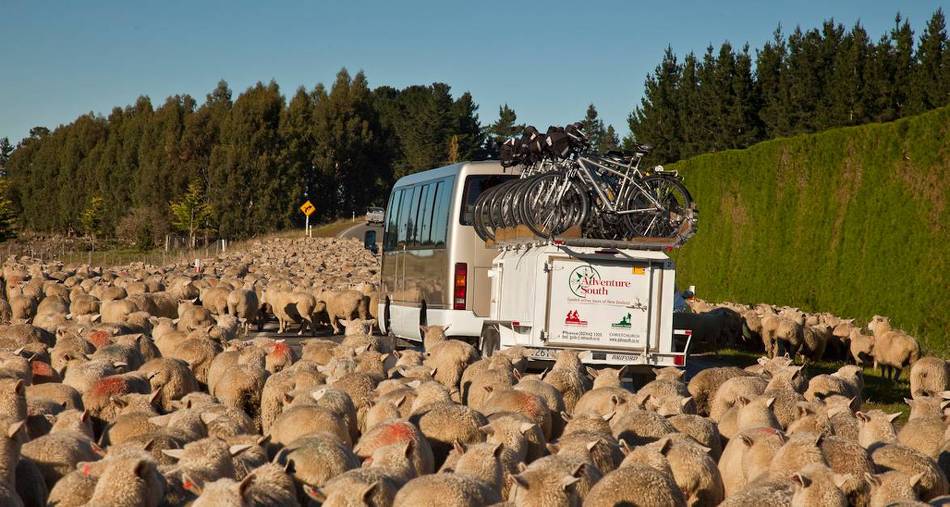 Traffic jam New Zealand Style |  <i>Colin Monteath</i>