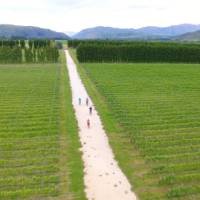 Cycling through Pasquale Kurow Winery | Daniel Thour