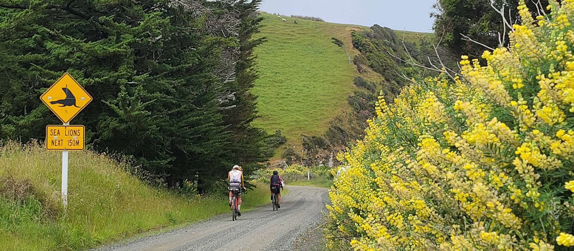 Heading to Cannibal Bay, Southland | Annie Lowerson