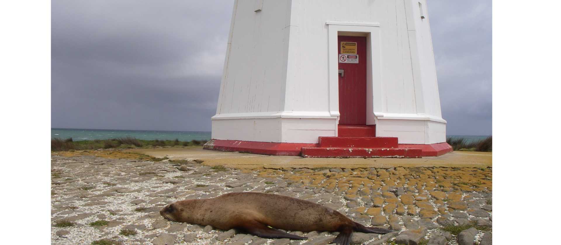 Waipapa Lighthouse and wildlife | Sandra Appleby
