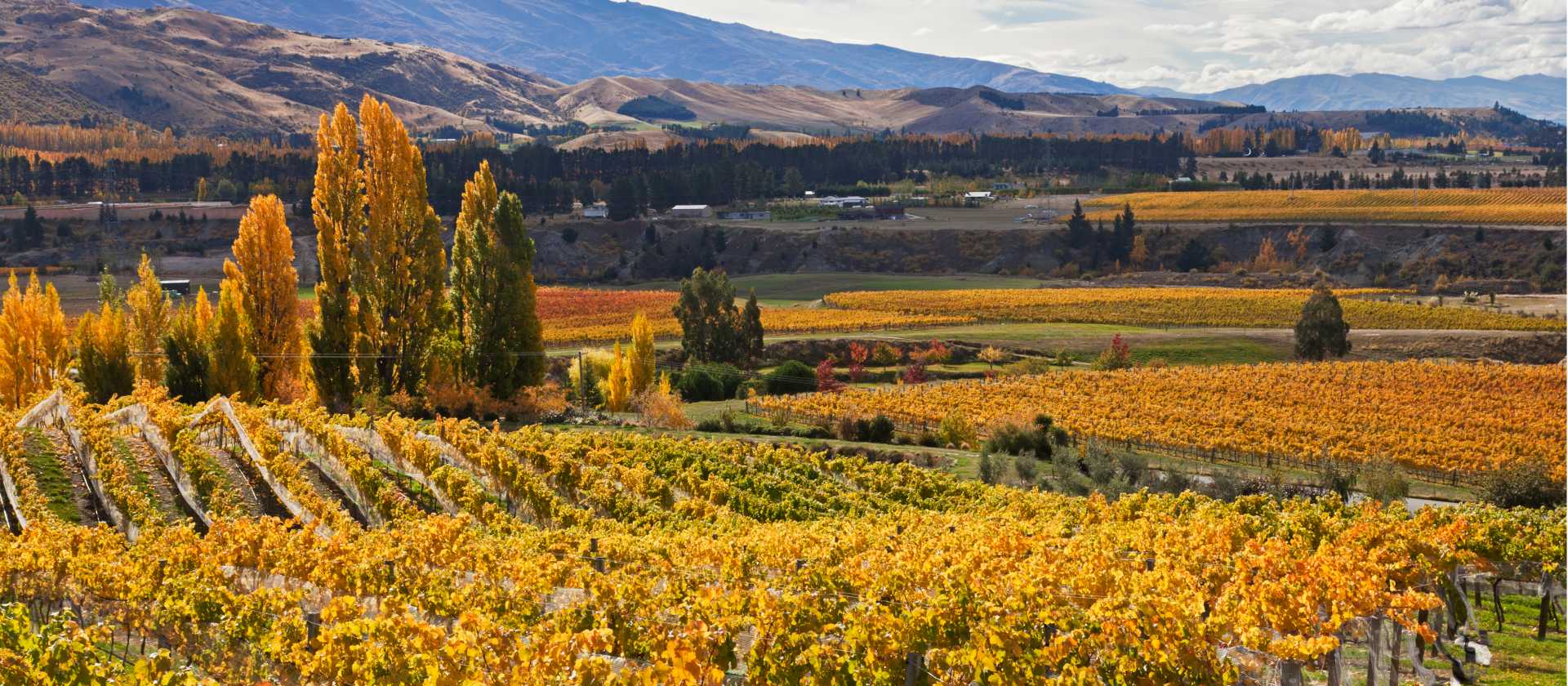 Cromwell vineyards | Peter Walton