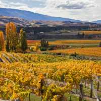 Cromwell vineyards | Peter Walton