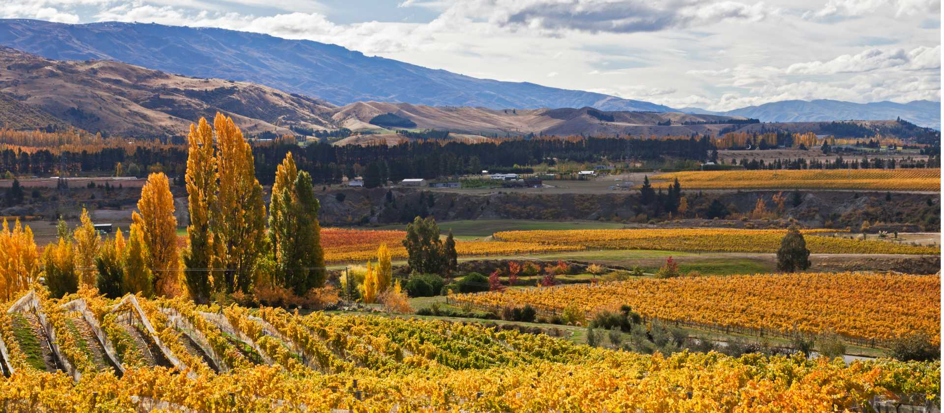 Cromwell vineyards | Peter Walton