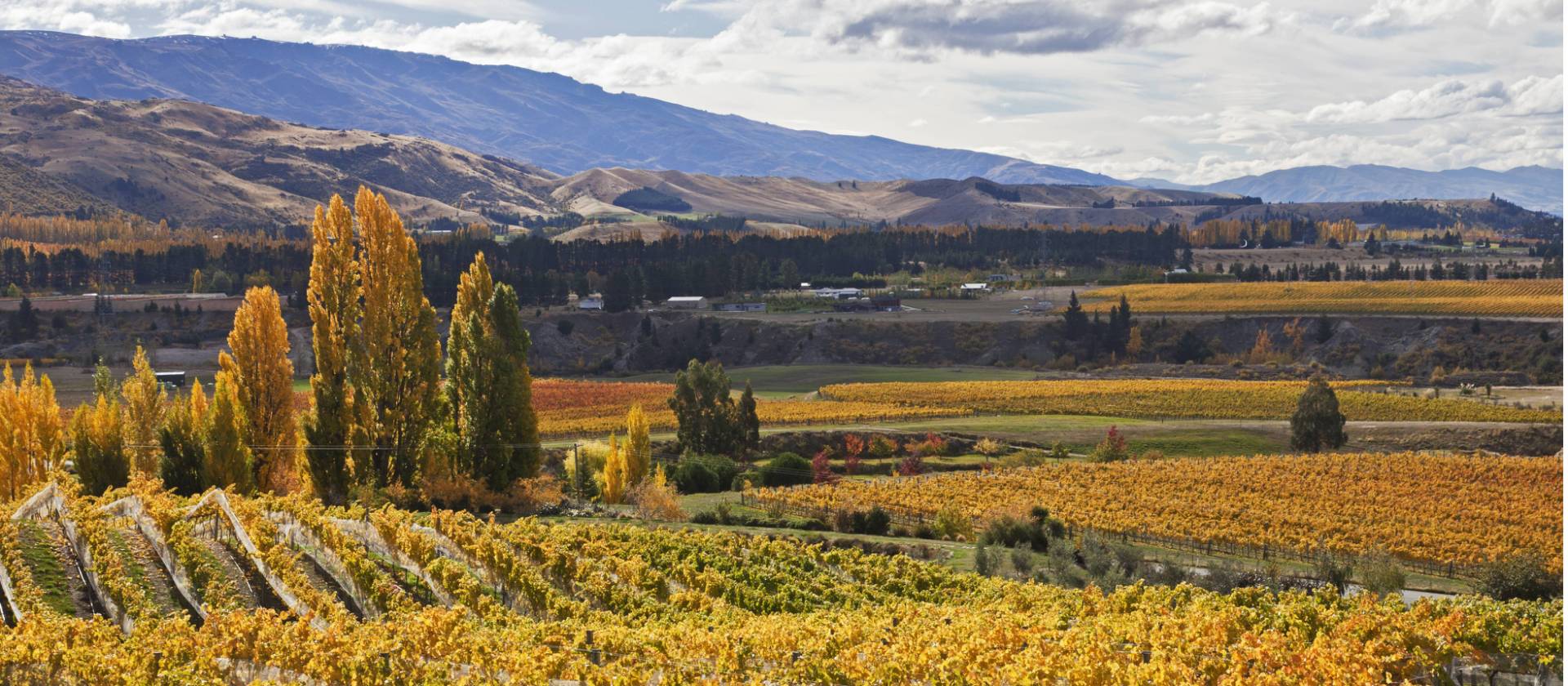 Cromwell vineyards | Peter Walton