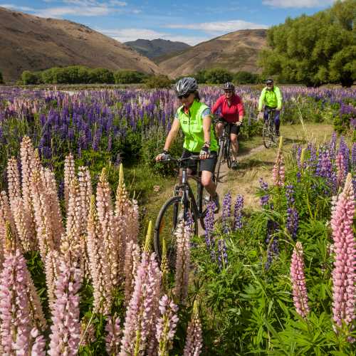 Cyclists ride bikes through lupin lined trail near Lindis Pass, Mackenzie Country