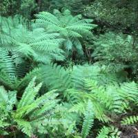 Bright greenery along the Hump Ridge Track | <i>Janet Oldham</i>