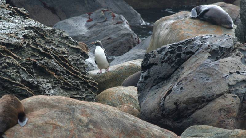 Penguins and Seals relaxing on Stewart Island |  <i>David Pittuck</i>