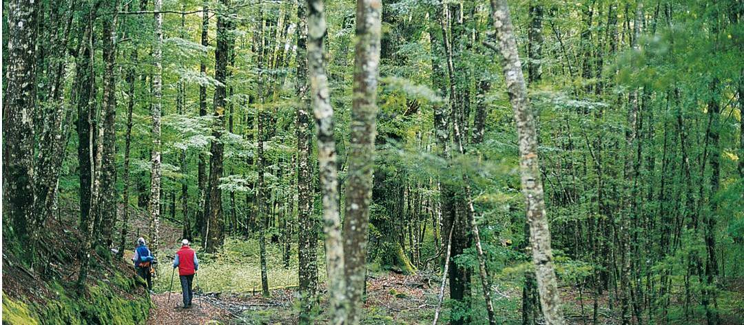 Southern Beach Forest track, Kepler Track
