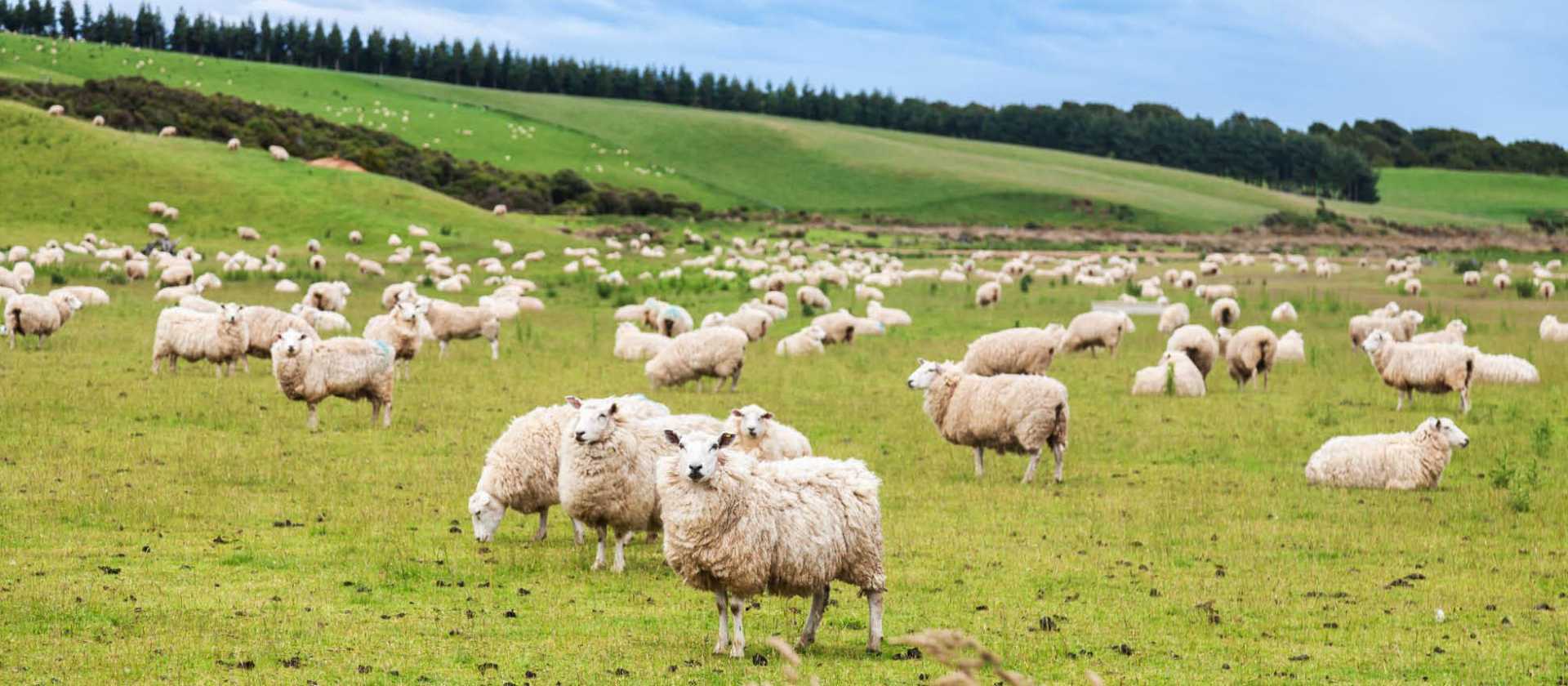 Scenery riding along the Forgotten Highway | Adventure south NZ