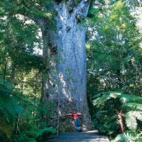 Giant kauri, Waipoua Forest

 | Destination Northland