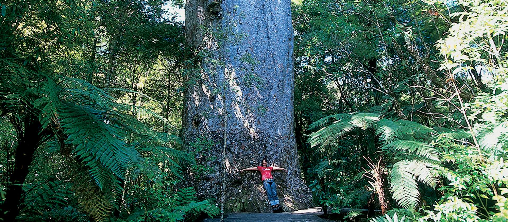 Giant kauri, Waipoua Forest

 | Destination Northland