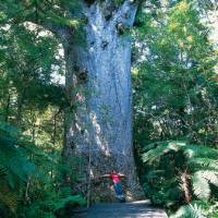 Giant kauri, Waipoua Forest

 | Destination Northland