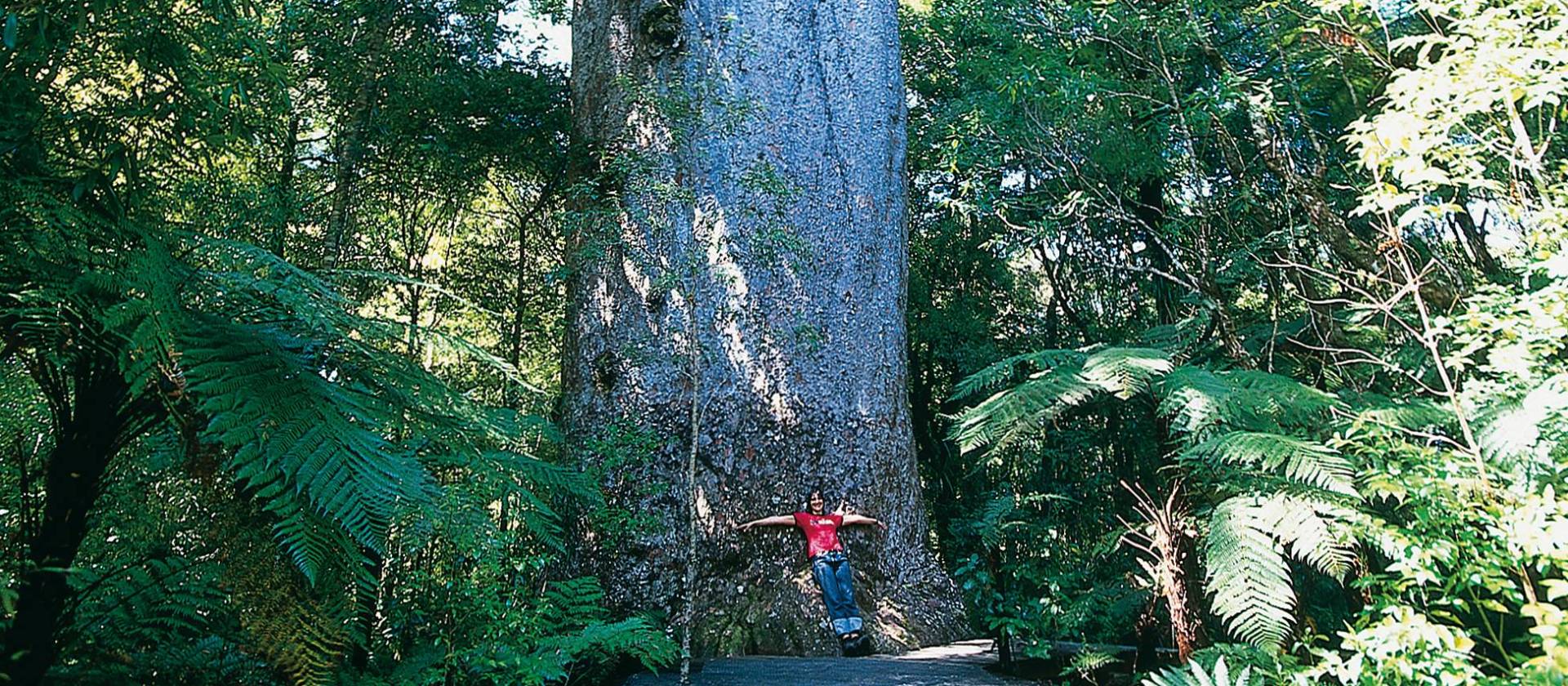Giant kauri, Waipoua Forest

 | Destination Northland