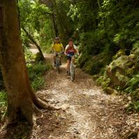 Cycling through the forest of the Timber Trail
