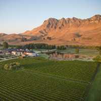 Wild expanses of vineyards can be seen as we cycle through the region of Havelock North | Graeme Murray