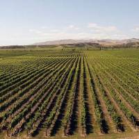 Wide expanses of vineyards can be seen as we cycle through the Hawke's Bay | Dan Meyer