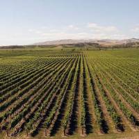 Wide expanses of vineyards can be seen as we cycle through the Hawke's Bay | Dan Meyer
