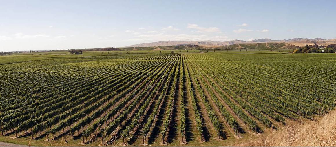Wide expanses of vineyards can be seen as we cycle through the Hawke's Bay | Dan Meyer