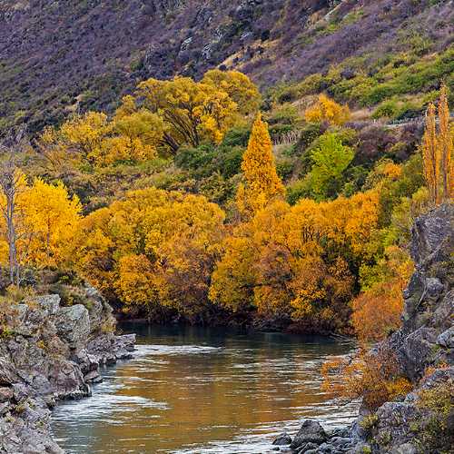 Autumn colours & old gold mining tailings