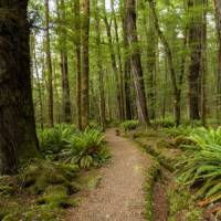 Walking through native forest on the Kepler Track along the Waiau River | Douglas McKay