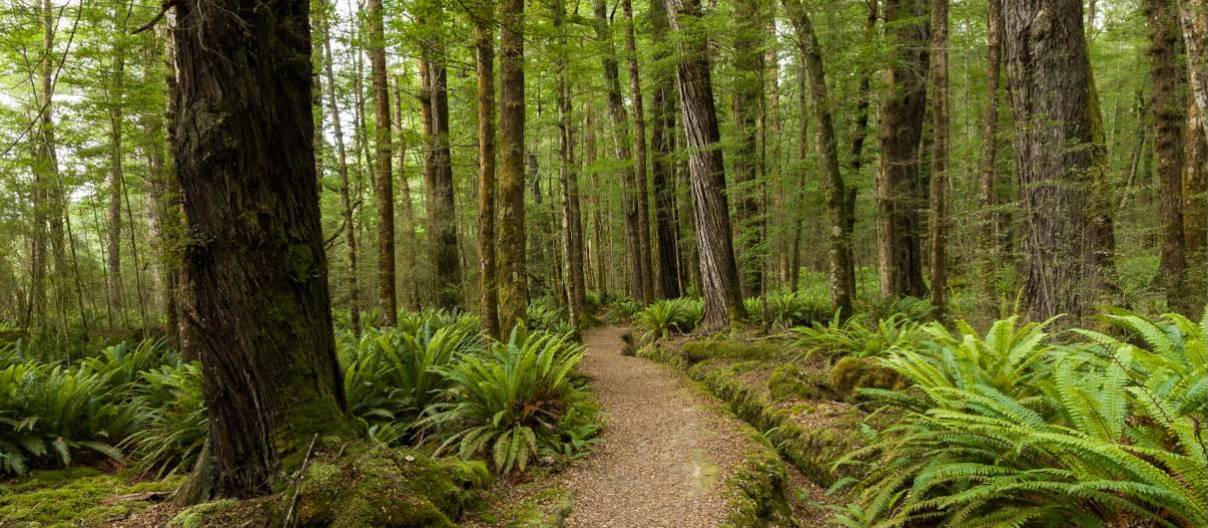 Walking through native forest on the Kepler Track along the Waiau River | Douglas McKay