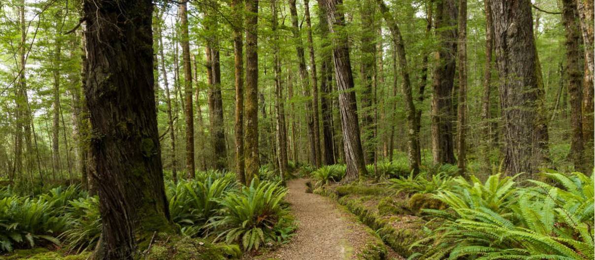 Walking through native forest on the Kepler Track along the Waiau River | Douglas McKay