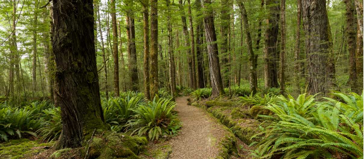 Walking through native forest on the Kepler Track along the Waiau River | Douglas McKay