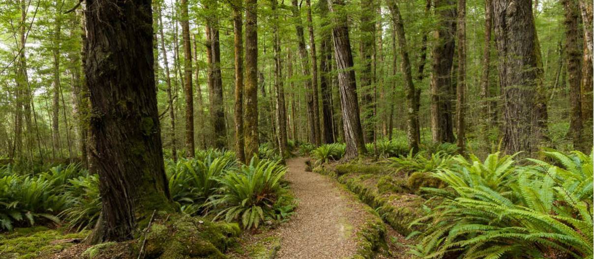 Walking through native forest on the Kepler Track along the Waiau River | Douglas McKay