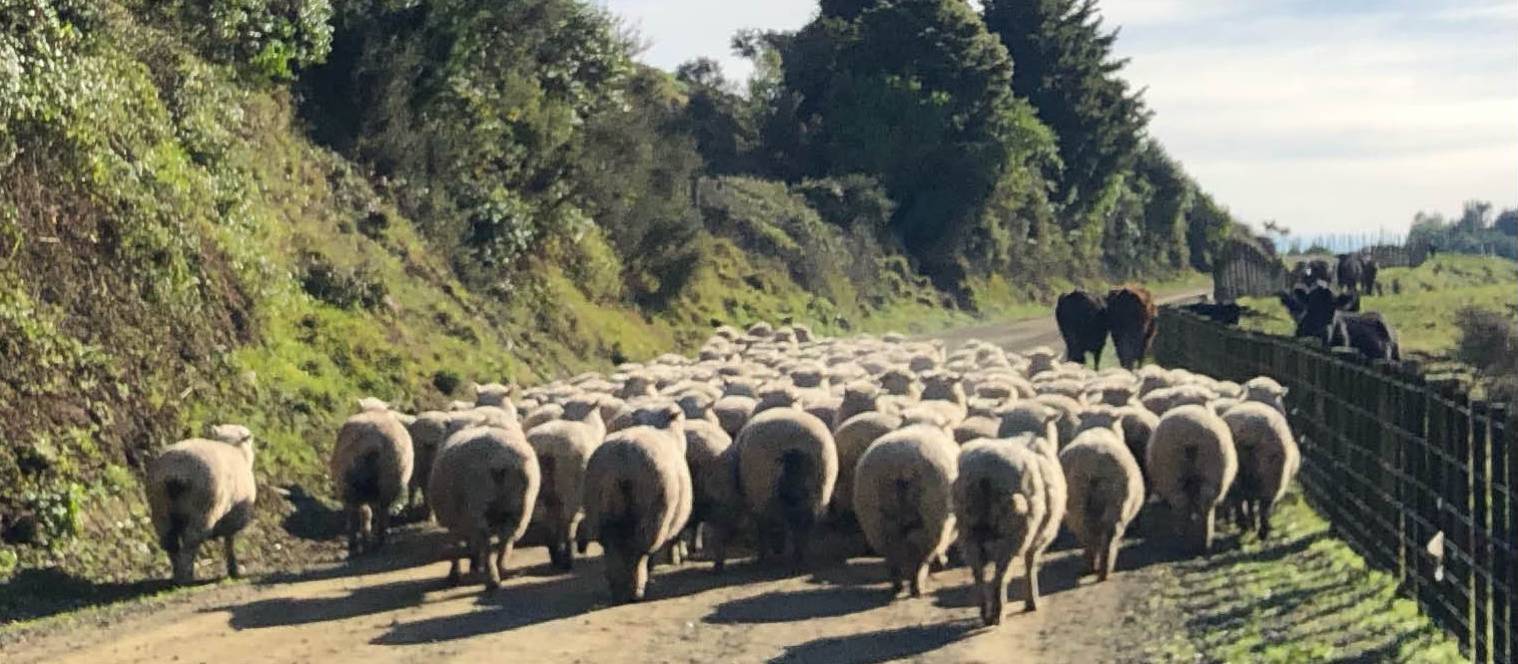 high country farming | Brett Leyden