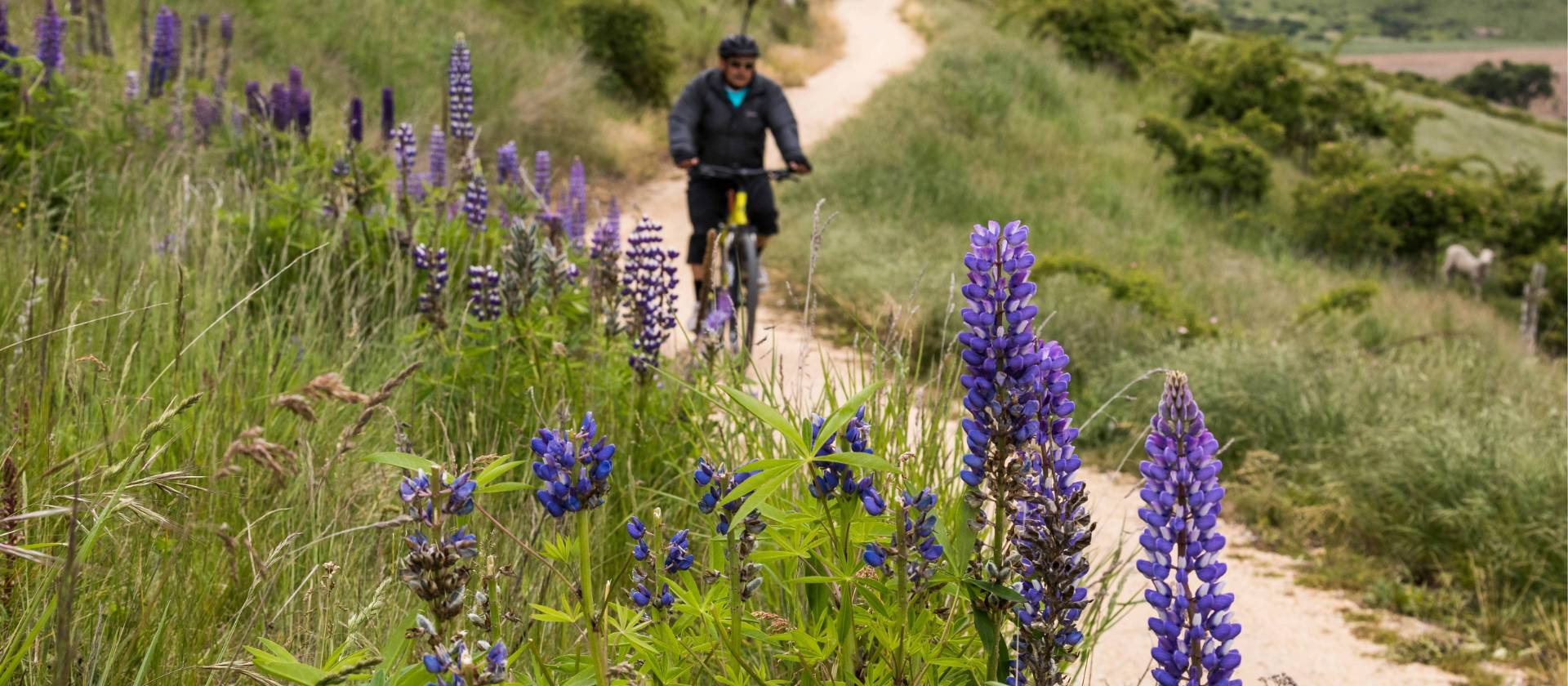Lupins in bloom on the Alps to Ocean trail | Lachlan Gardiner