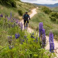 Lupins in bloom on the Alps to Ocean trail | Lachlan Gardiner