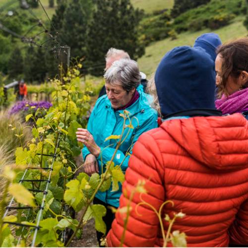 Visit to the Clyde Village Vineyard