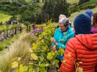 Visit to the Clyde Village Vineyard |  <i>Lachlan Gardiner</i>