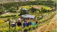 Visit the local Clyde Village Vineyard |  <i>Lachlan Gardiner</i>