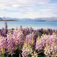 The beauty of Lake Tekapo and its surroundings is ideal for photos | Learna Cale