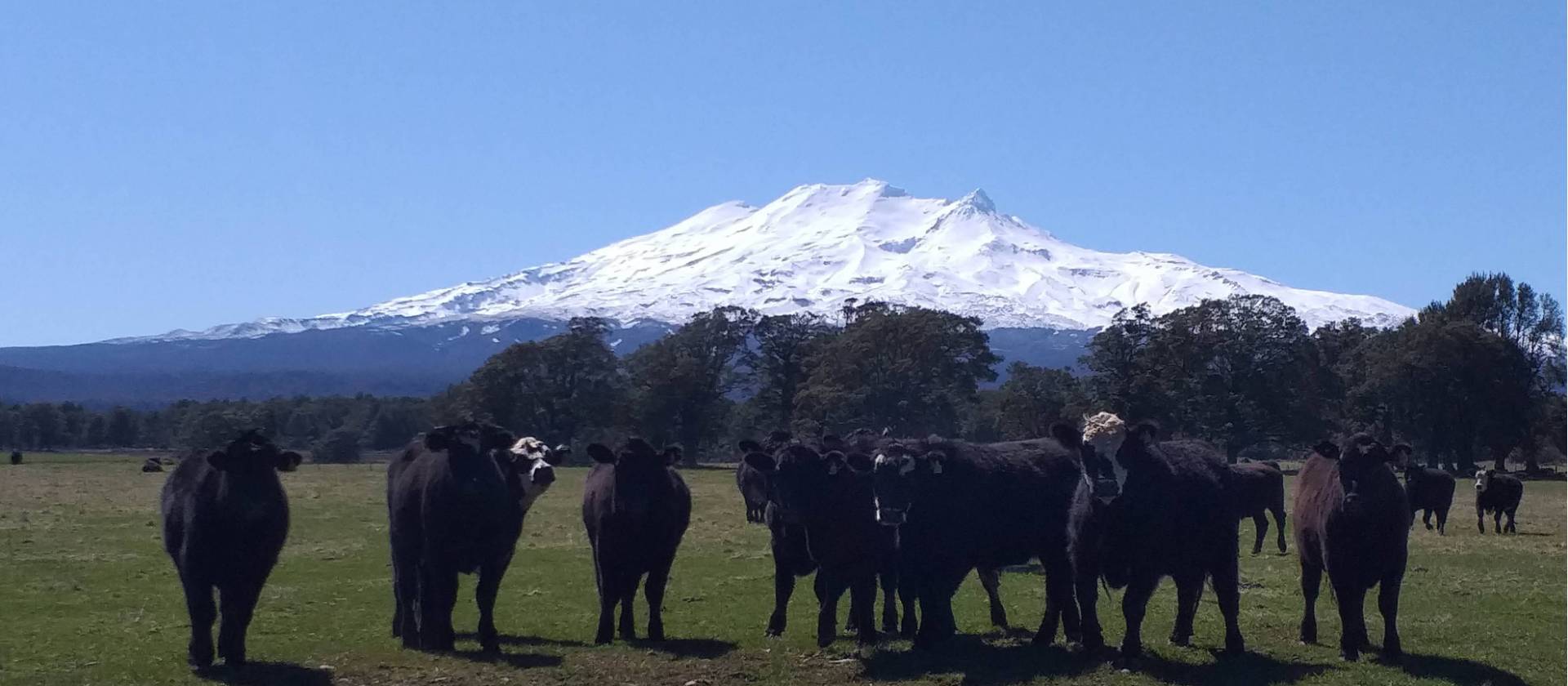 Mt Ruapehu and friends, Tongariro National Park | Anne Lowerson