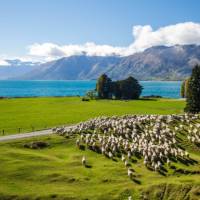 Mt Nicholas High Country Farm vist on the Milford Sound Cycle | Southern Discoveries