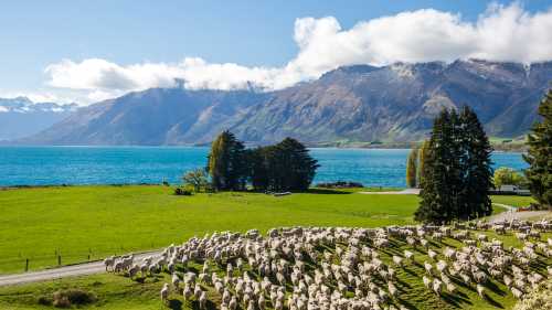 Mt Nicholas High Country Farm vist on the Milford Sound Cycle | Southern Discoveries