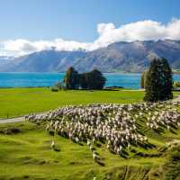 Mt Nicholas High Country Farm vist on the Milford Sound Cycle | Southern Discoveries