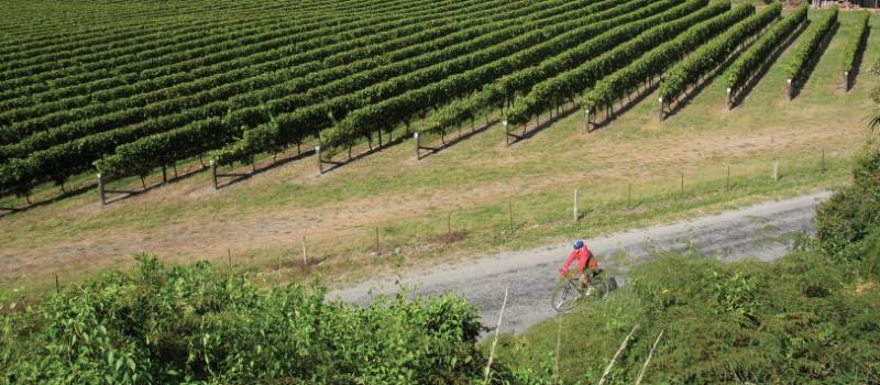 Picturesque cycling in the Awatere Valley wine region