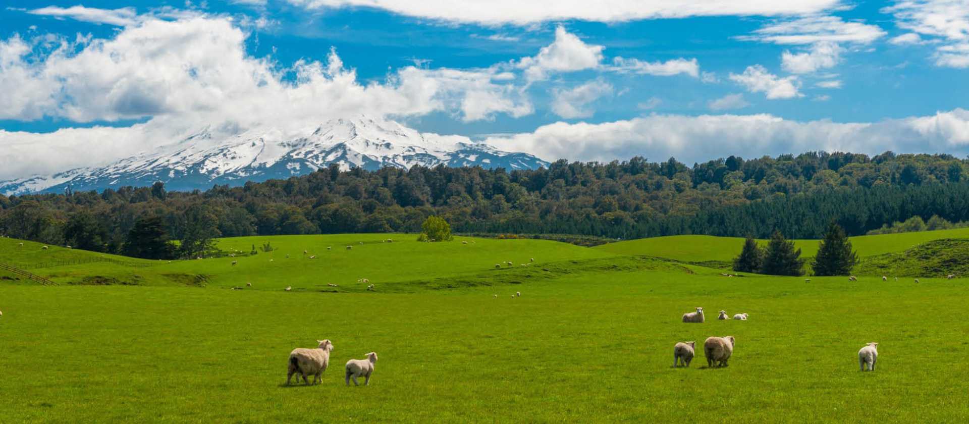 Scenery along the Mt Ruapehu & the 3 Rivers cycle | Adventure South NZ