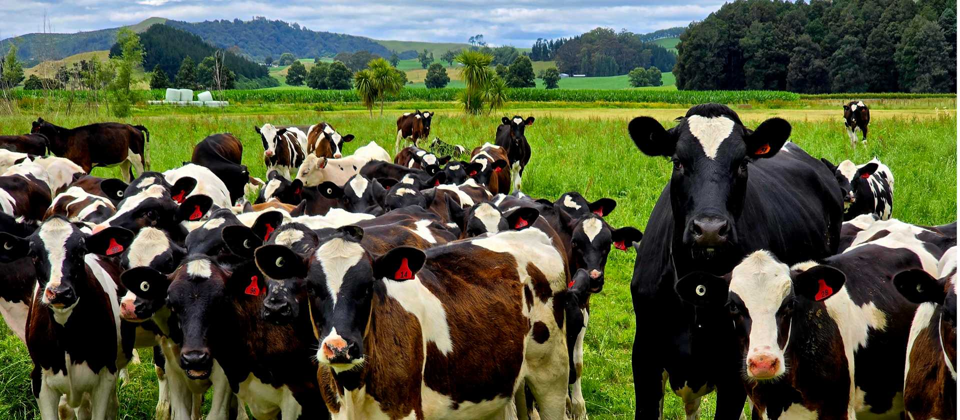 North Island Central Plateau Loop (credit: Adventure South) | Annie Lowie