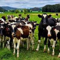 North Island Central Plateau Loop (credit: Adventure South) | Annie Lowie