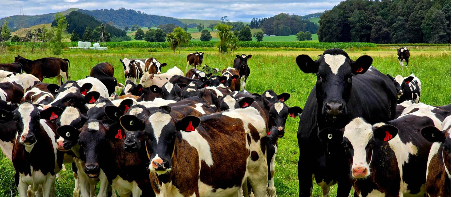 North Island Central Plateau Loop (credit: Adventure South) | Annie Lowie