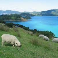 Northland scenery in the Bay of Islands | Tim de Jong