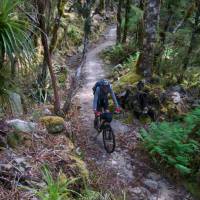 Flowing singletrack through west coast bush | Sandra Appleby