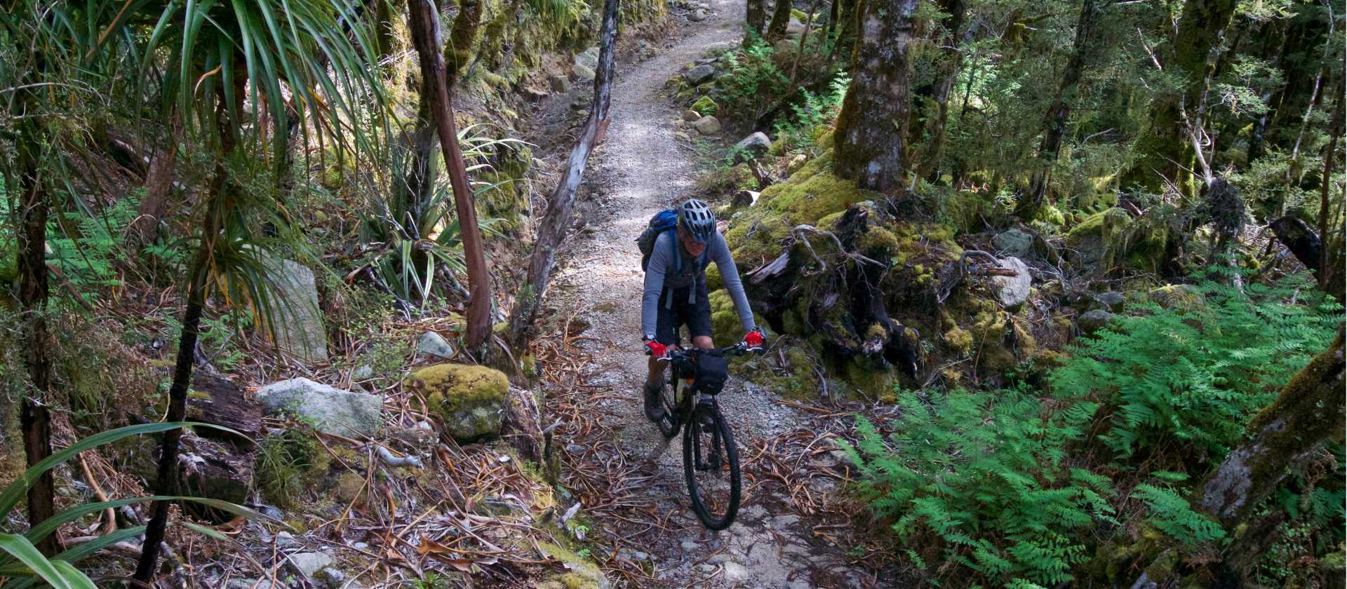 Flowing singletrack through west coast bush | Sandra Appleby